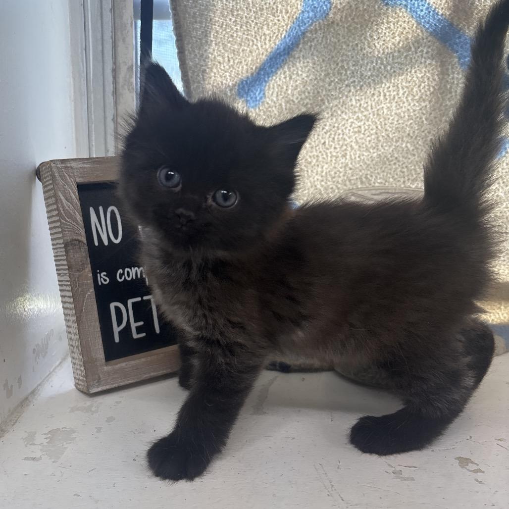 Rogue(fluffy), Adoptable, Kitten Female Domestic Short Hair.