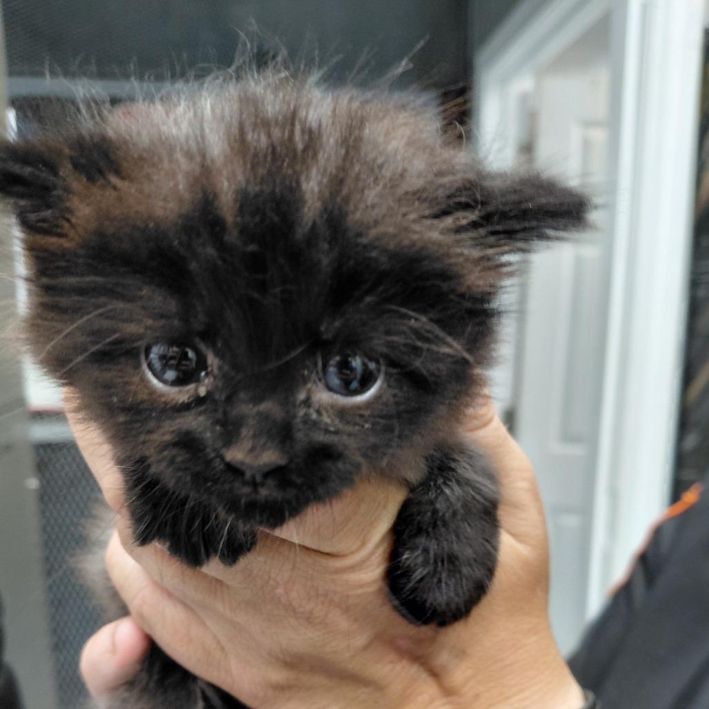 Enlarge Rogue(fluffy), a Adoptable Domestic Short Hair in Springtown, TX image 2/2