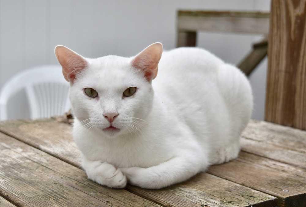 Enlarge Pahana, a Adopted Domestic Short Hair in Jessup, MD image 1/1