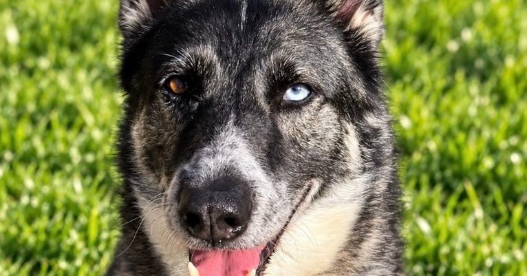 Penelope, Adoptable, Adult Female Siberian Husky & German Shepherd Dog.