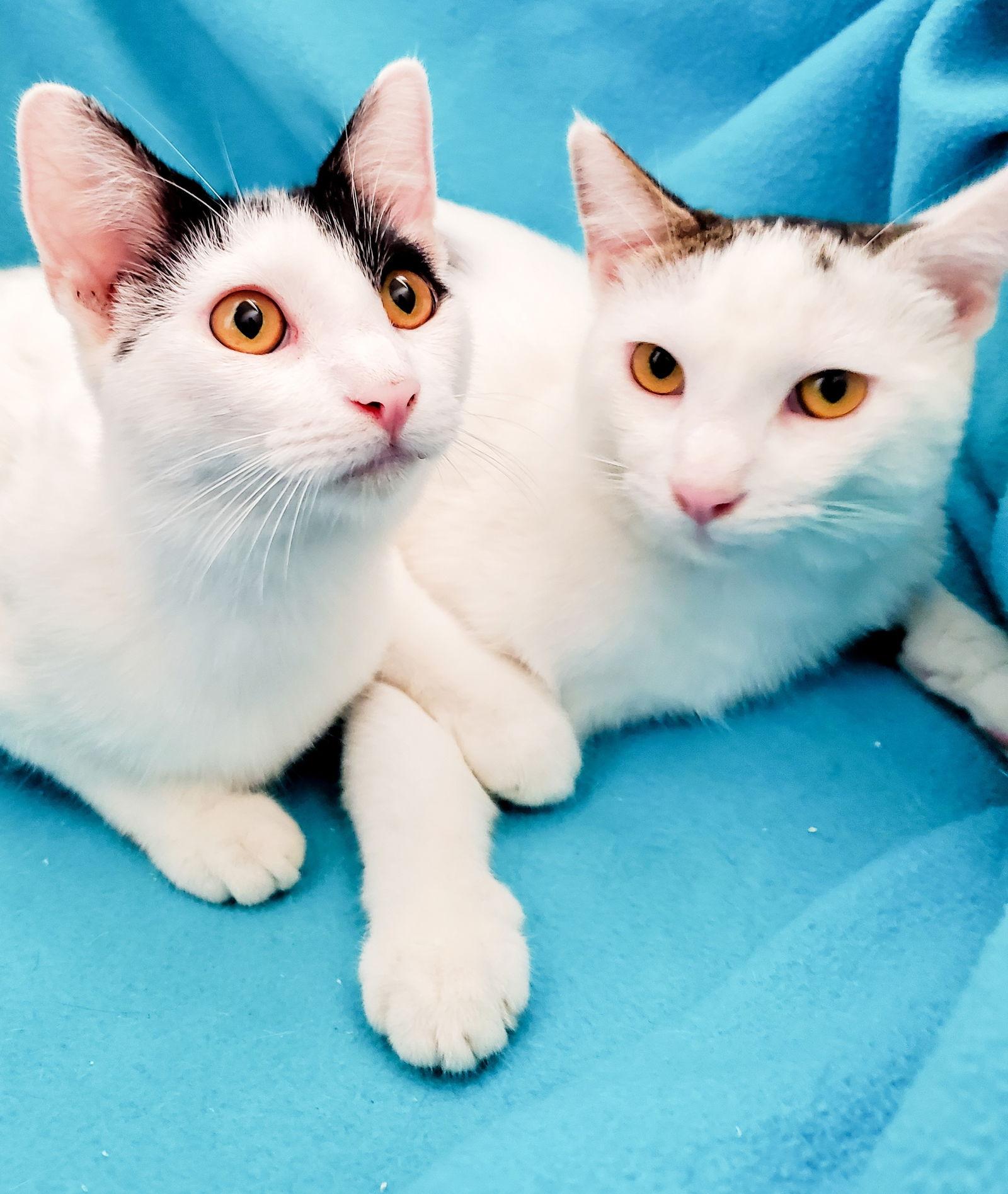 Bottle-Fed Bonded Brothers Alfie & Andy