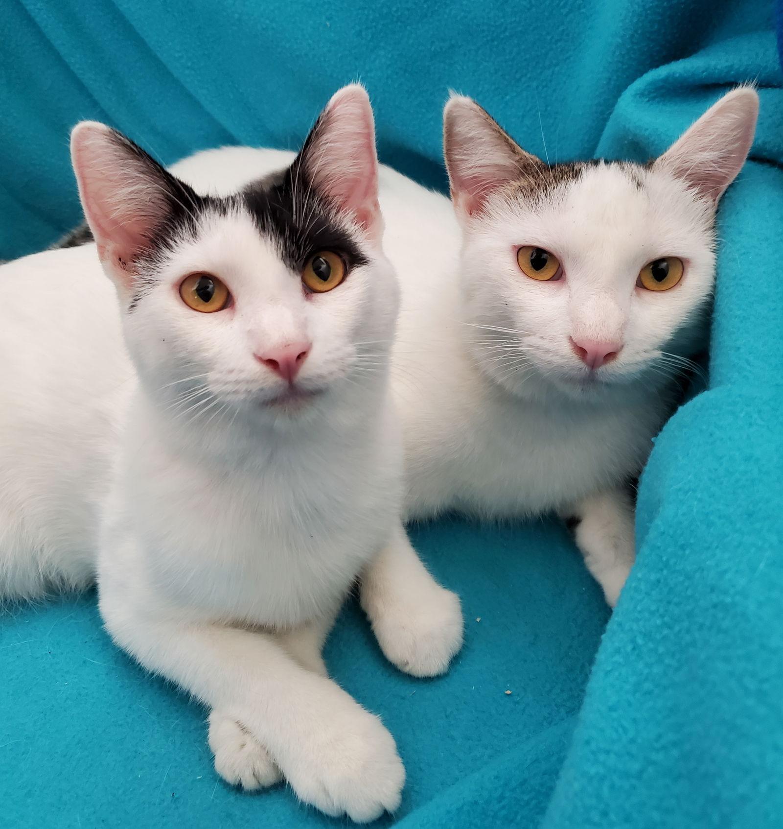 Bottle-Fed Bonded Brothers Alfie & Andy — thumbnail 3