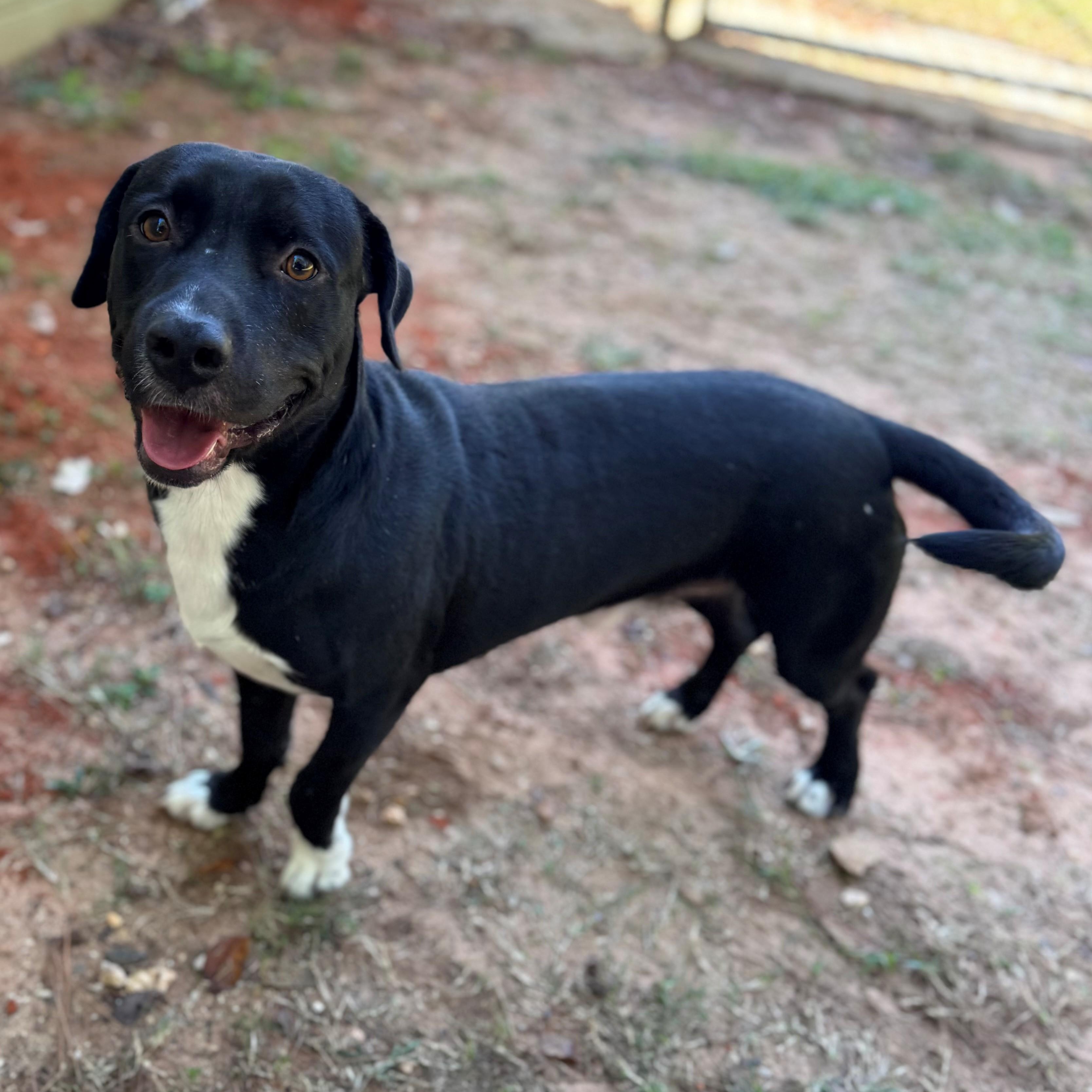 Enlarge Randy, a Adoptable Mixed Breed image 1/1