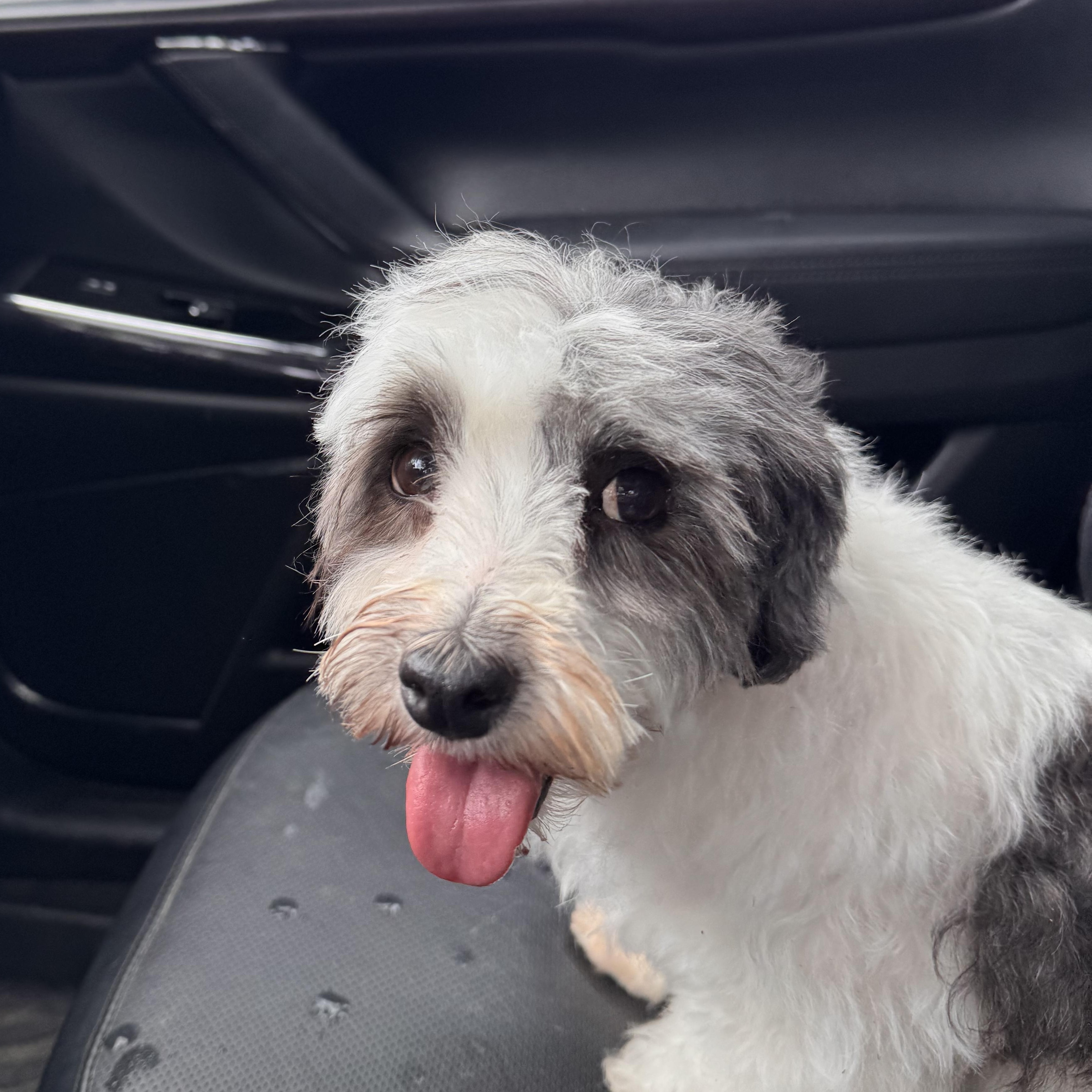 Rose, ADOPTABLE, Adult Female Havanese.