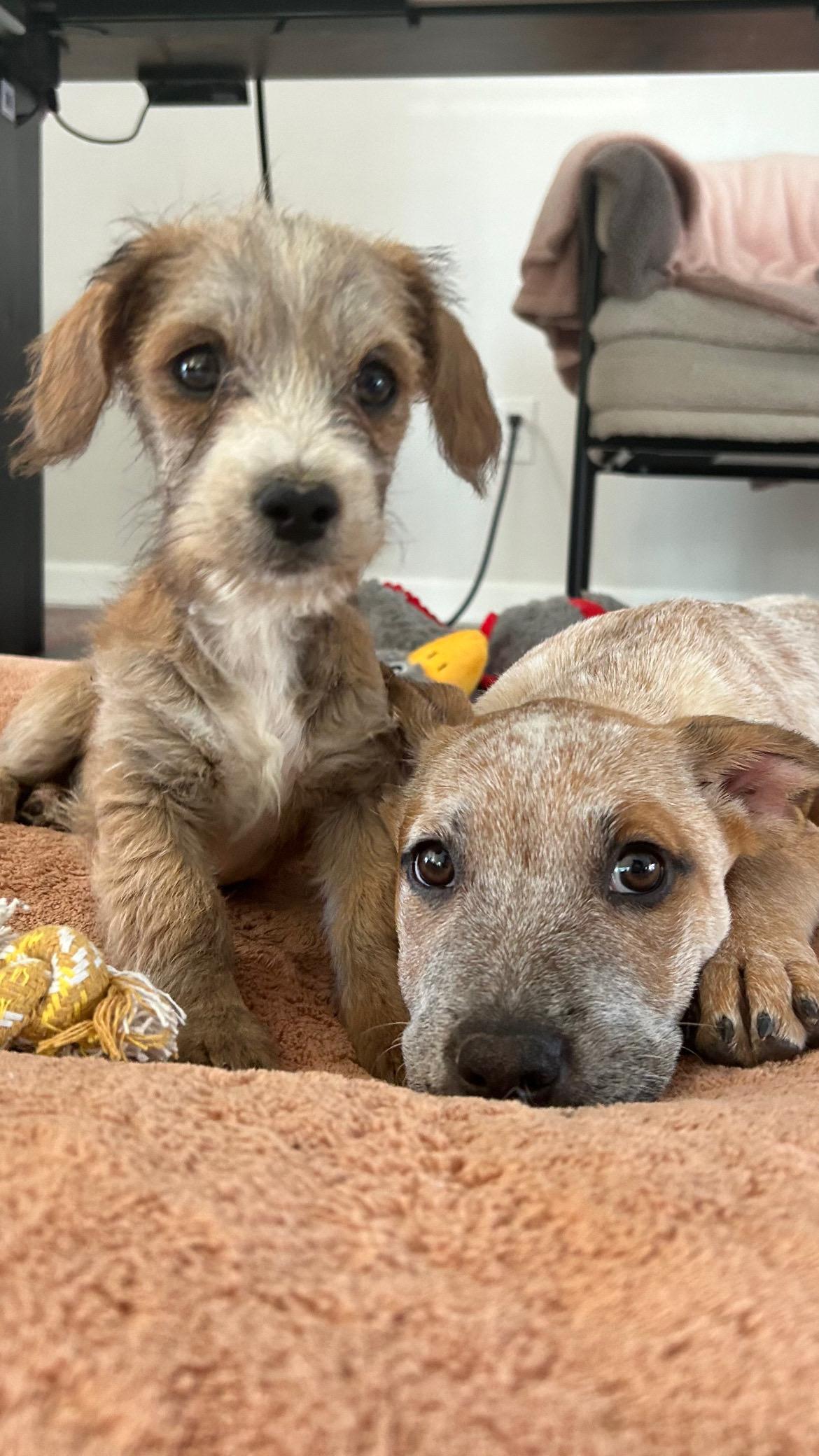 Pumori, a Adoptable mixed breed in San Diego, CA image 2/6