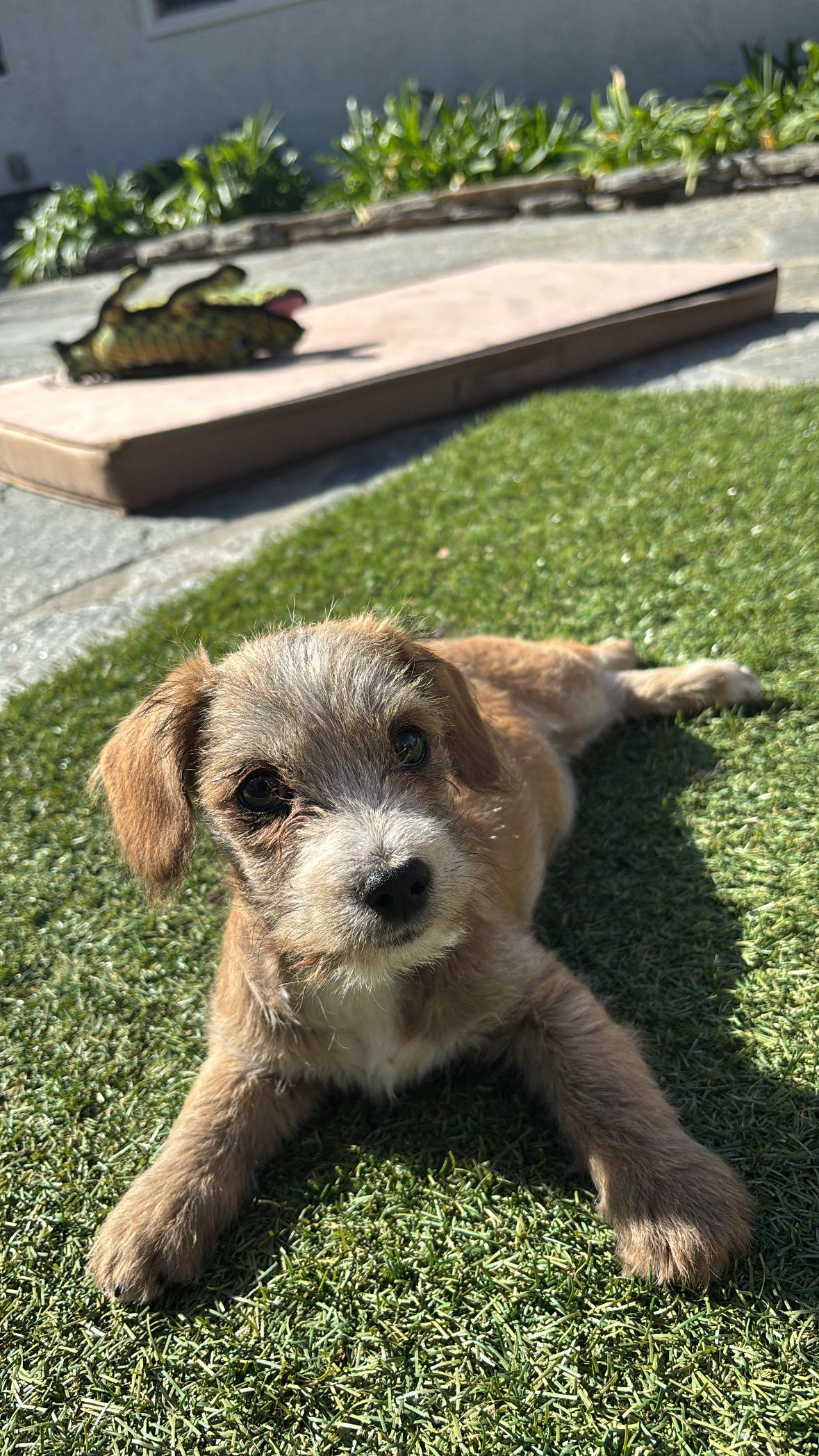 Pumori, a Adoptable mixed breed in San Diego, CA image 3/6