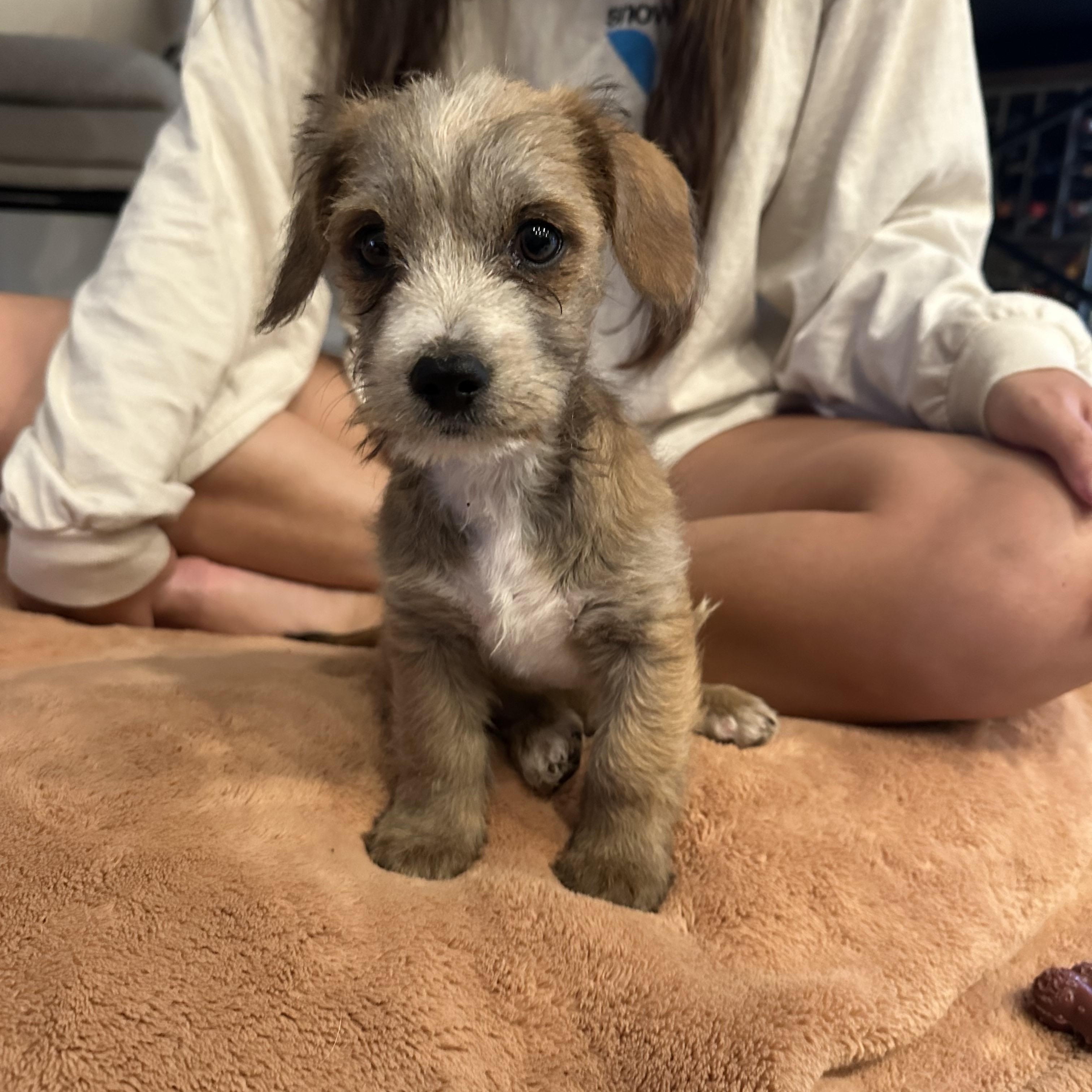 Pumori, a Adoptable mixed breed in San Diego, CA image 4/6