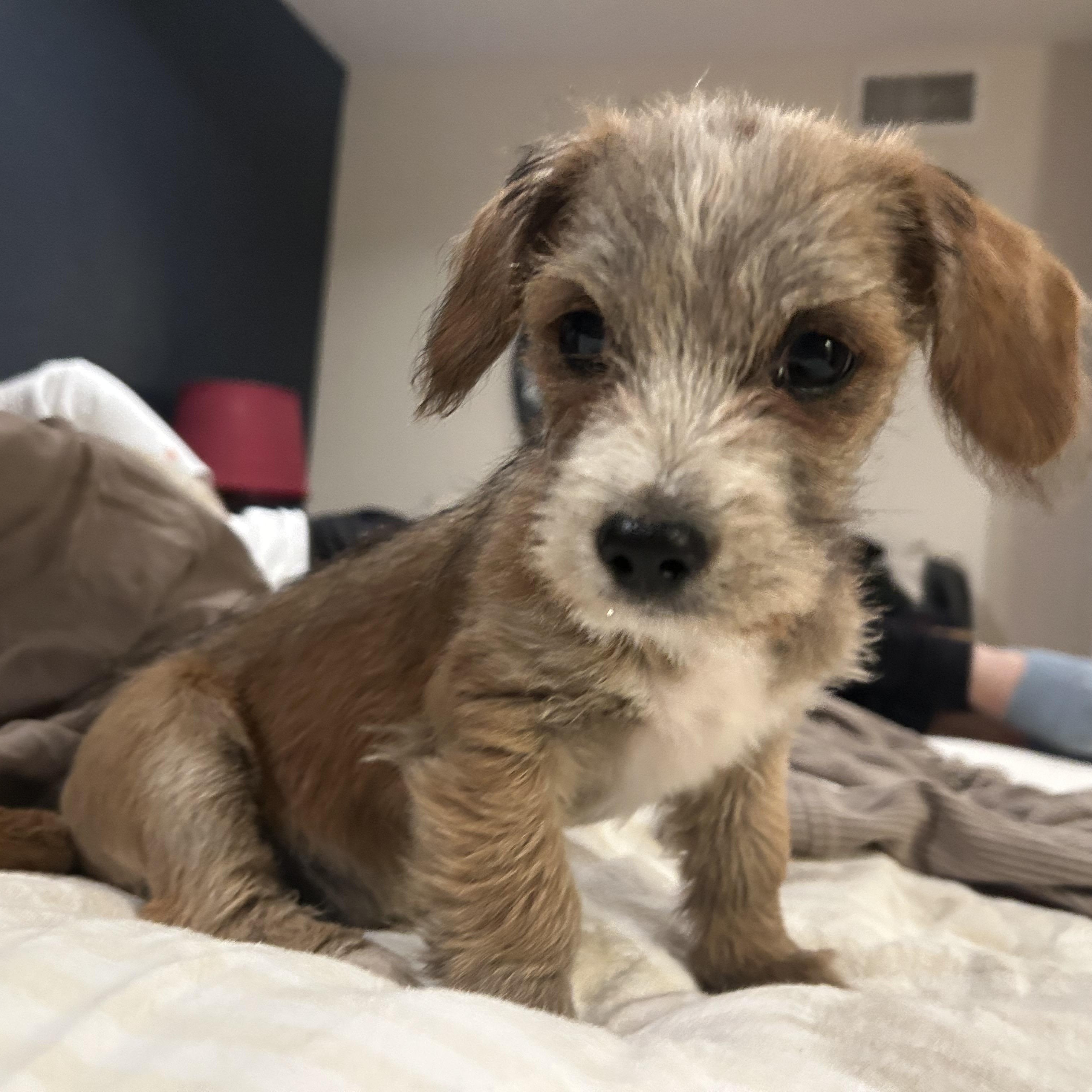 Pumori, a Adoptable mixed breed in San Diego, CA image 5/6