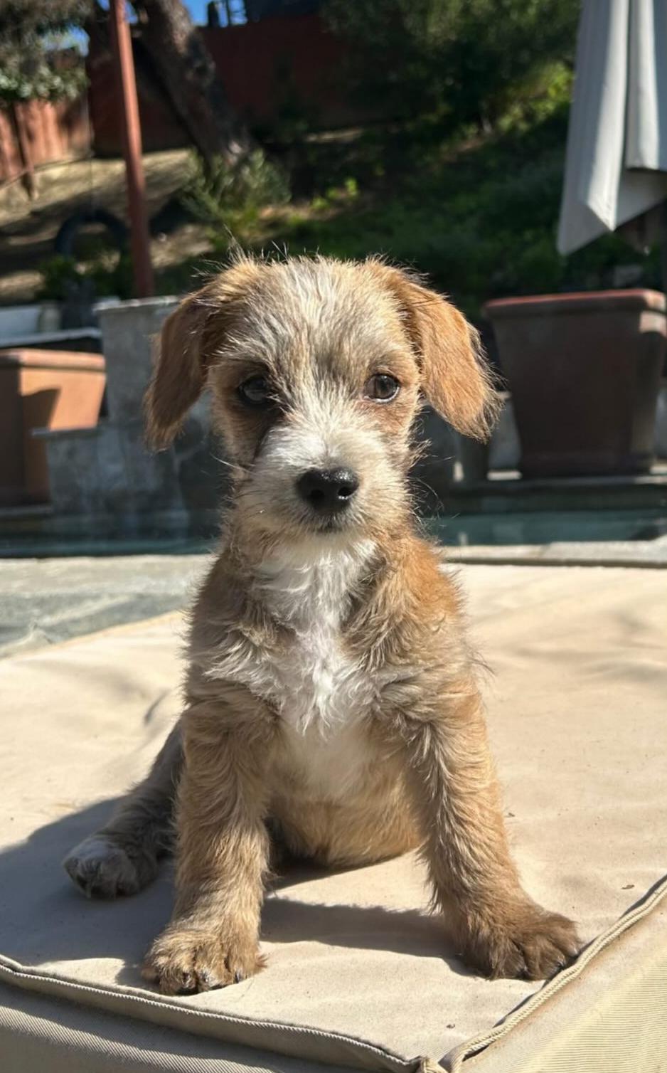 Pumori, a Adoptable mixed breed in San Diego, CA image 1/6