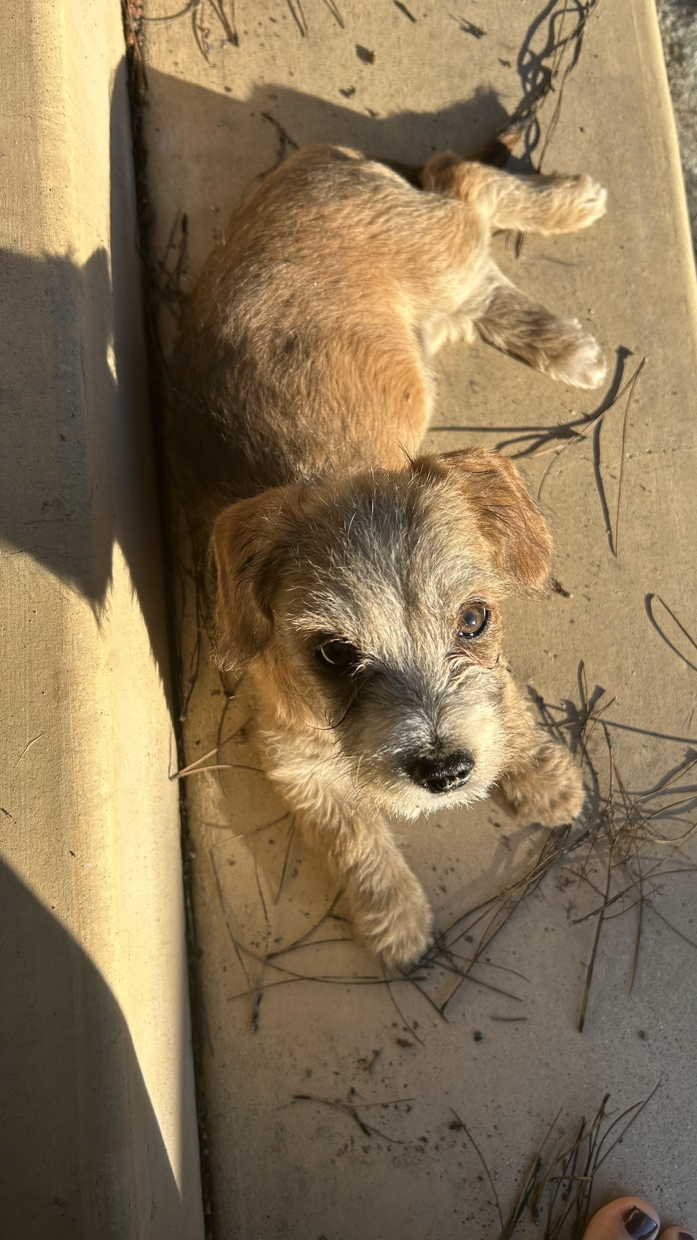 Pumori, a Adoptable mixed breed in San Diego, CA image 6/6