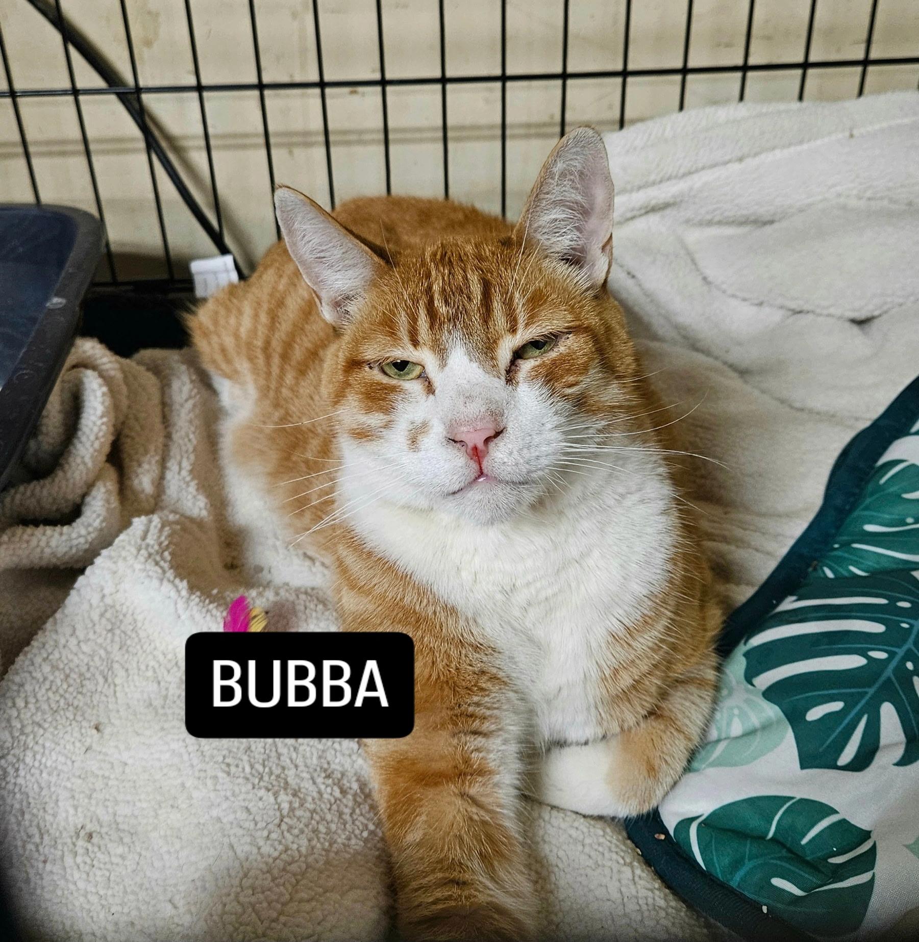 Bubba, an adopted Manx in Fresno, CA image 3/3