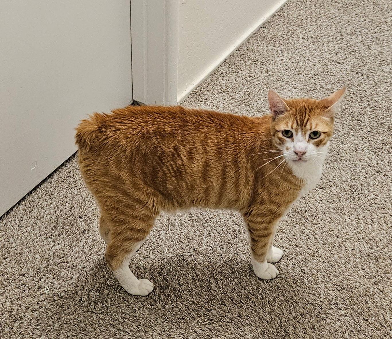 Bubba, an adopted Manx in Fresno, CA image 2/3