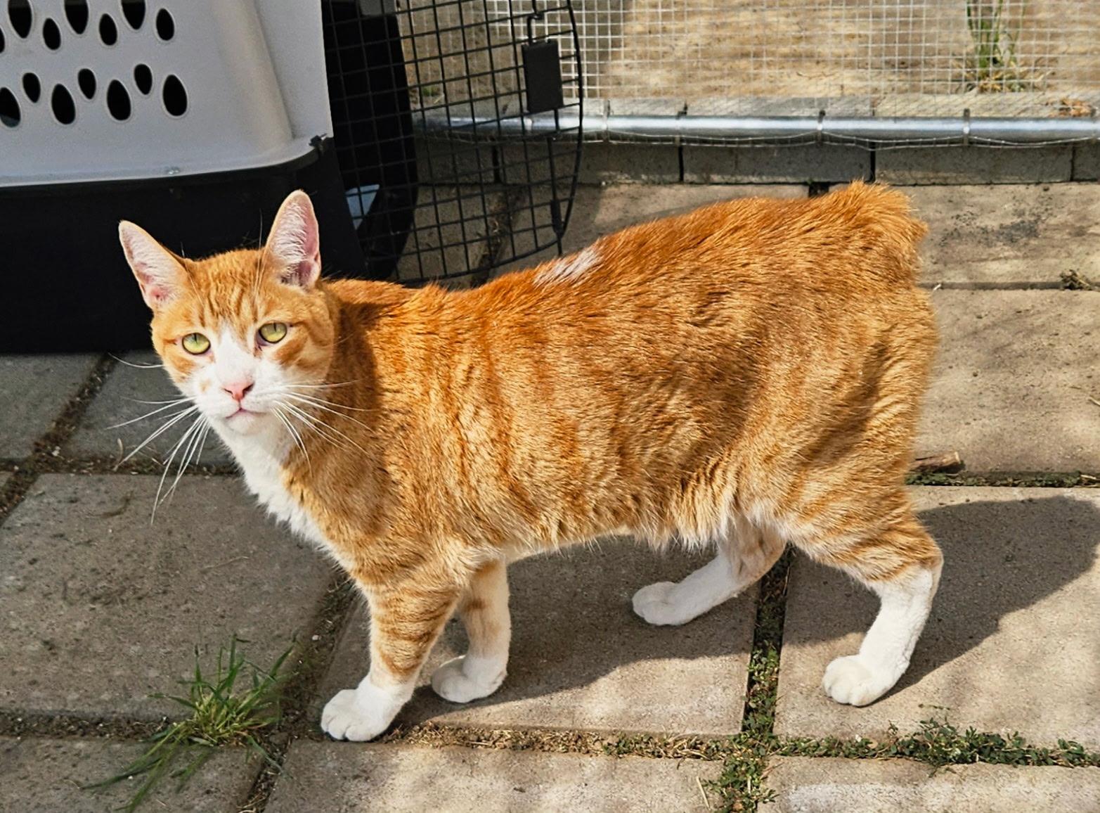 Bubba, adopted, Adult Male Manx.