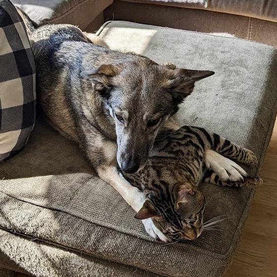 Nala photo 1