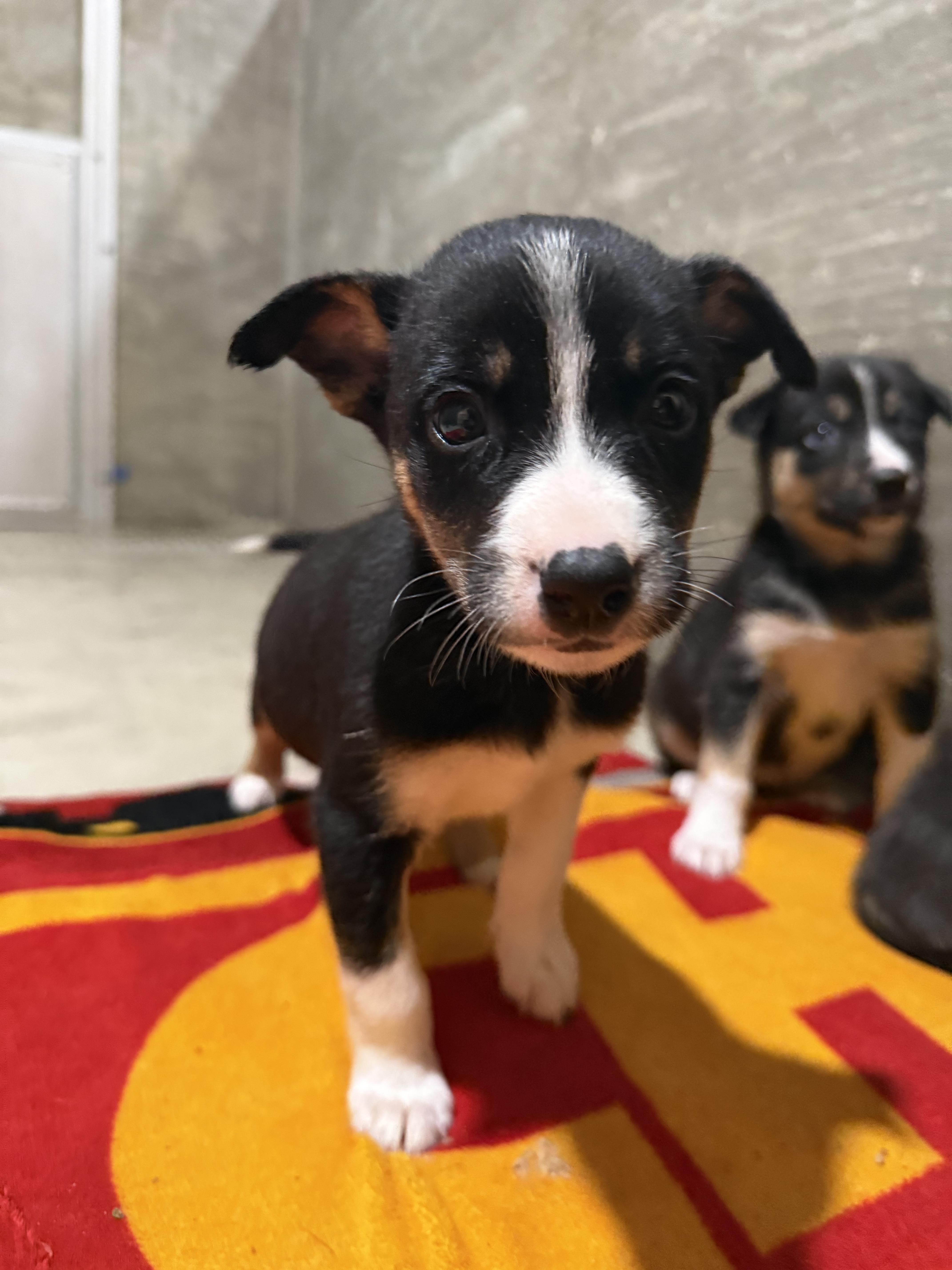 Enlarge Koda’s female pups, a Adoptable mixed breed in Hiawatha, KS image 2/3