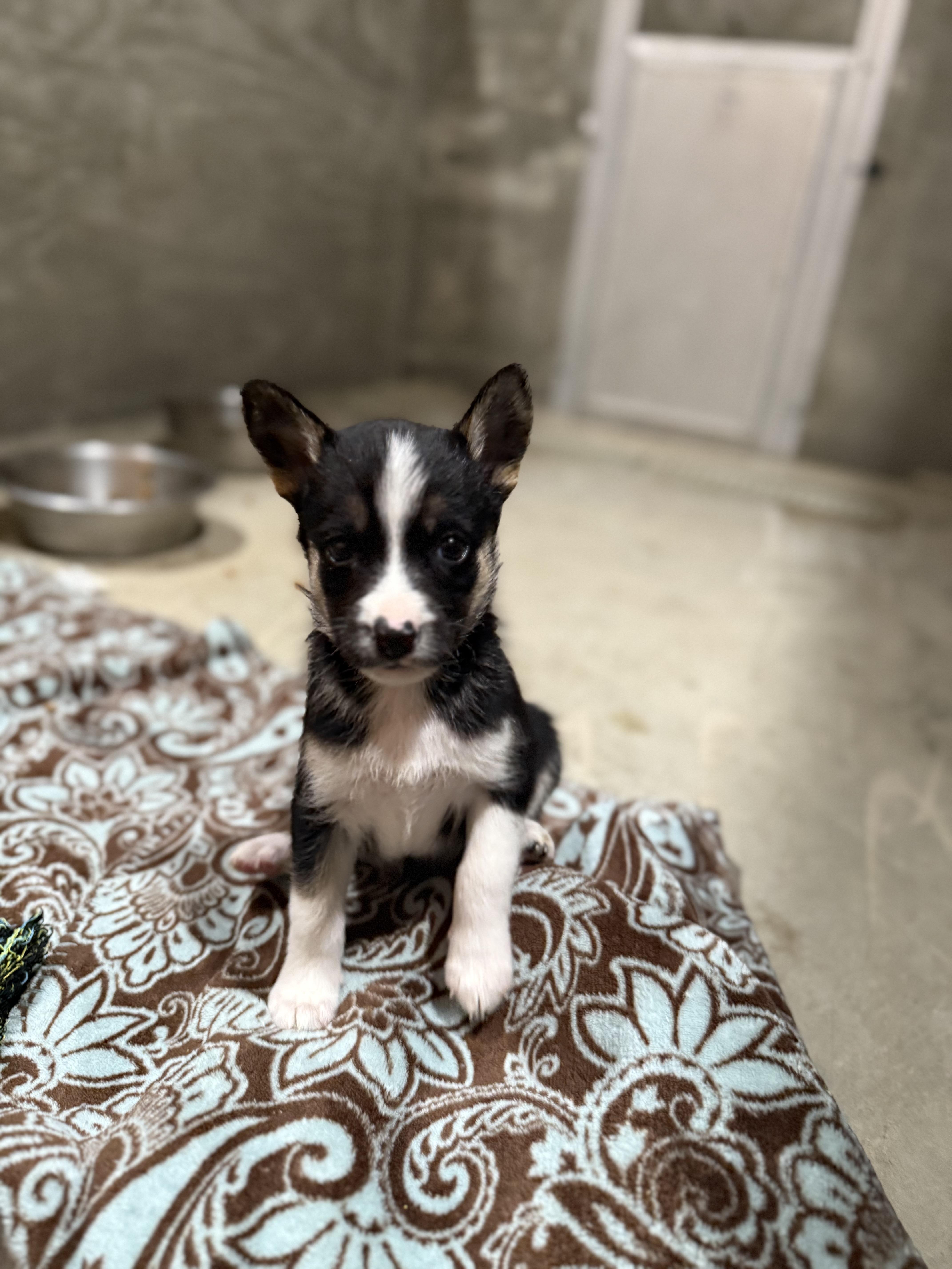 Koda’s female pups, Adoptable, Puppy Female Australian Shepherd & Husky.