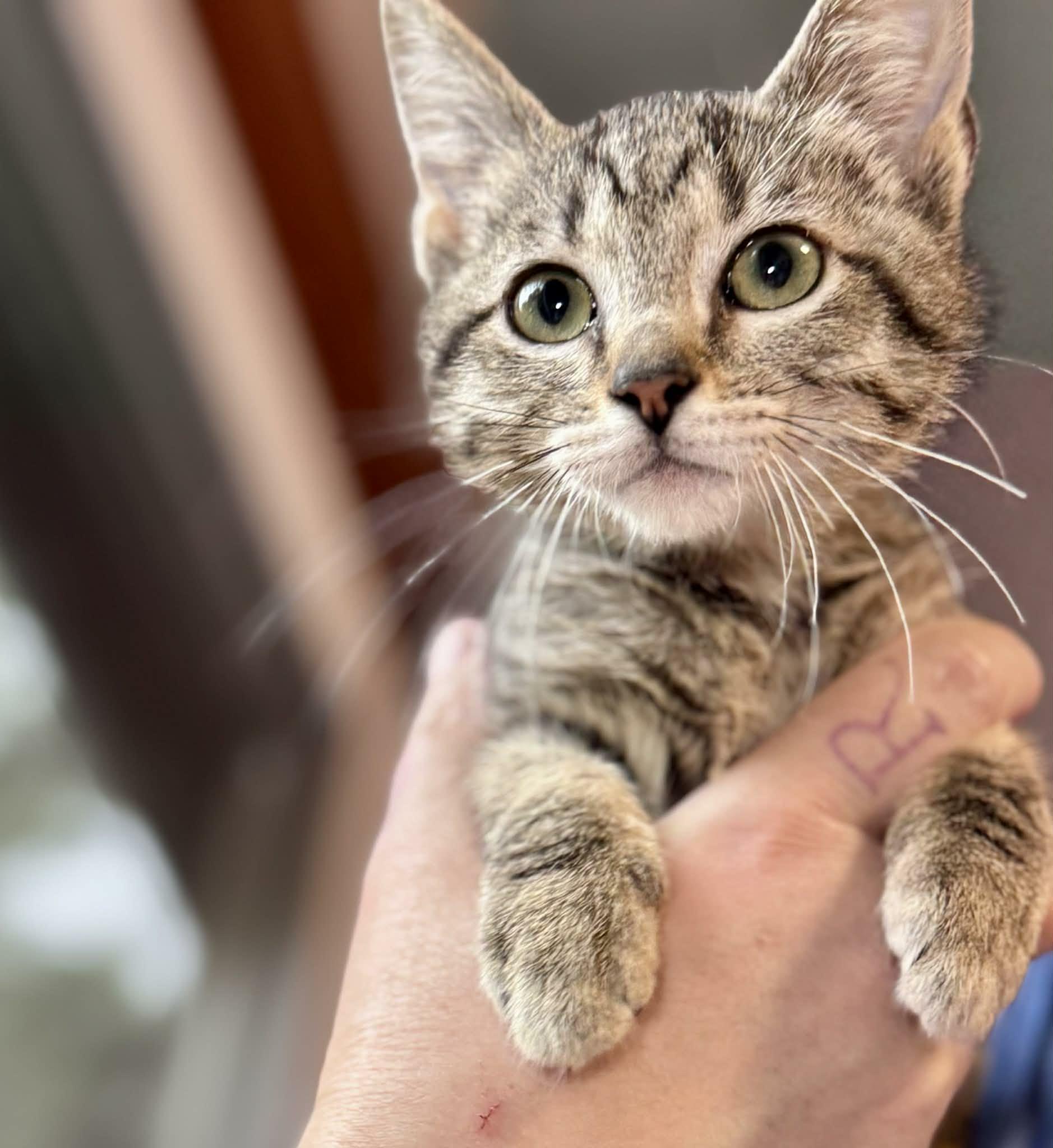 Enlarge Delia, an adoptable mixed breed in Santa Clara, CA image 1/2