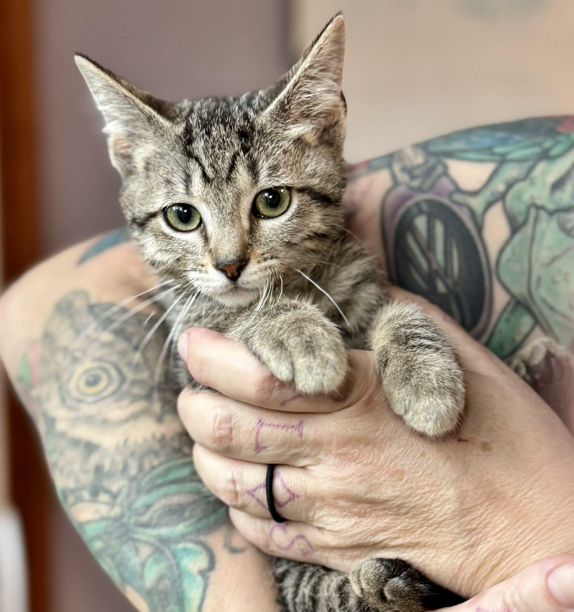 Enlarge Delia, an adoptable mixed breed in Santa Clara, CA image 2/2