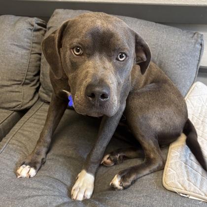 Enlarge Arrow, a ADOPTABLE Mixed Breed in Lansing, MI image 2/3