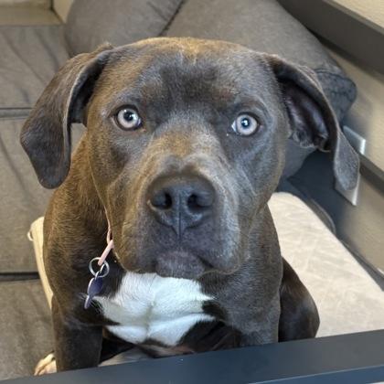 Arrow, ADOPTABLE, Adult Female Mixed Breed.