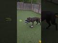 Enlarge Arrow, a ADOPTABLE mixed breed in Lansing, MI image 5/5