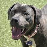 Arrow, ADOPTABLE, Young Female Mixed Breed.