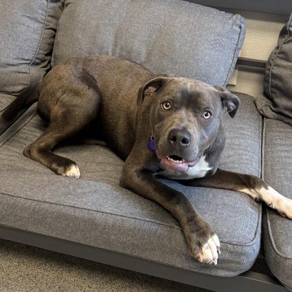 Enlarge Arrow, a ADOPTABLE Mixed Breed in Lansing, MI image 3/3