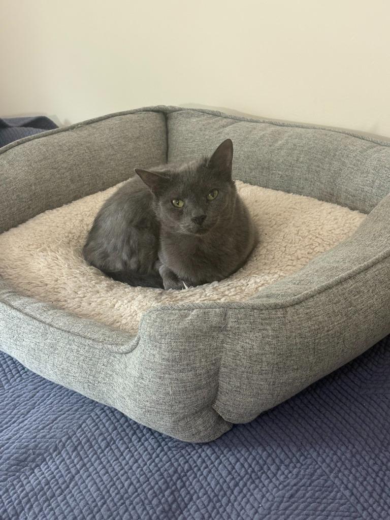 Fiddles, Adoptable, Senior Female Domestic Short Hair.
