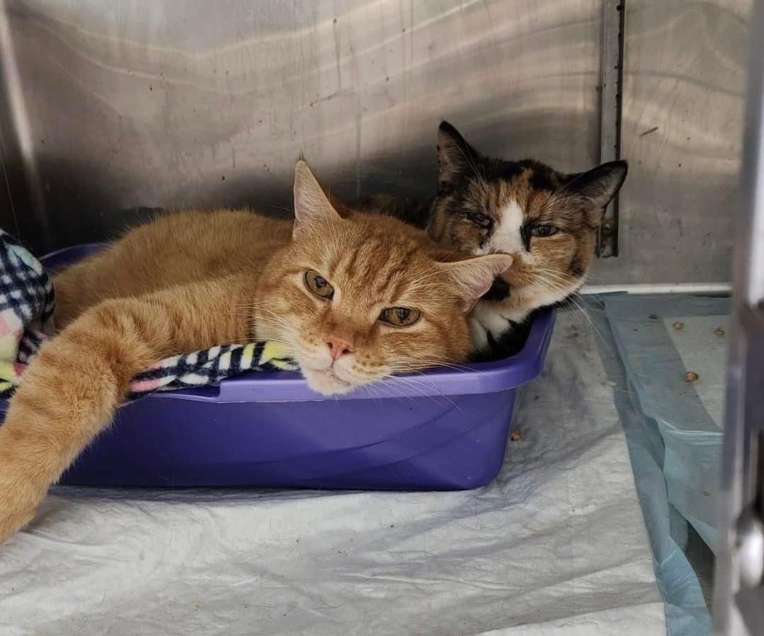 Lemon & Mango (bonded pair)