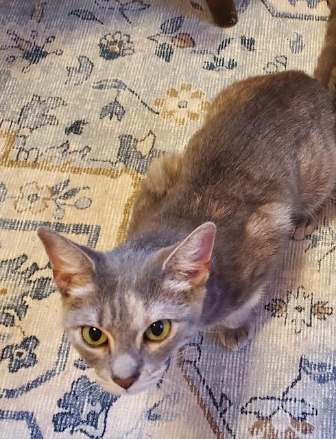 Essie, ADOPTABLE, Adult Female Tabby.