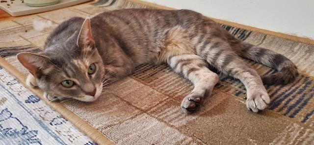 Enlarge Essie, a ADOPTABLE Tabby in Lansdowne, PA image 2/4