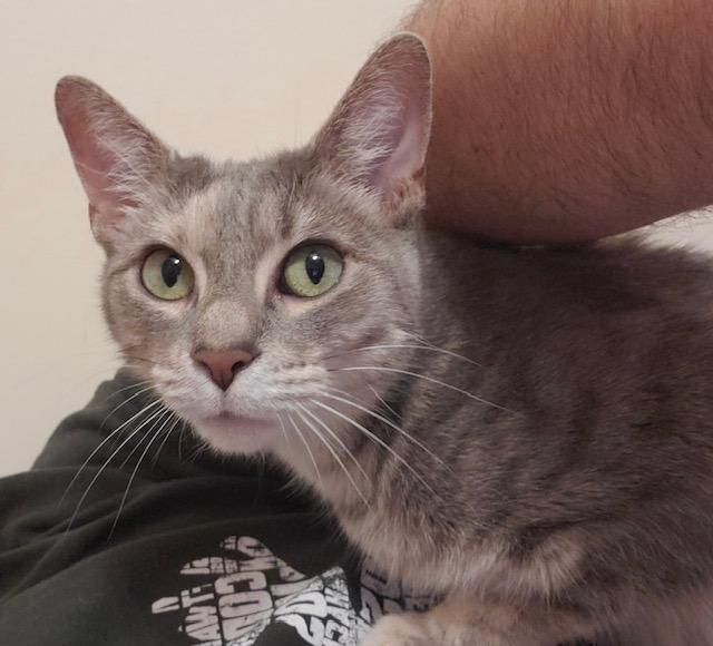 Enlarge Essie, a ADOPTABLE Tabby in Lansdowne, PA image 3/4