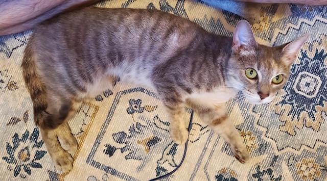 Enlarge Essie, a ADOPTABLE Tabby in Lansdowne, PA image 4/4