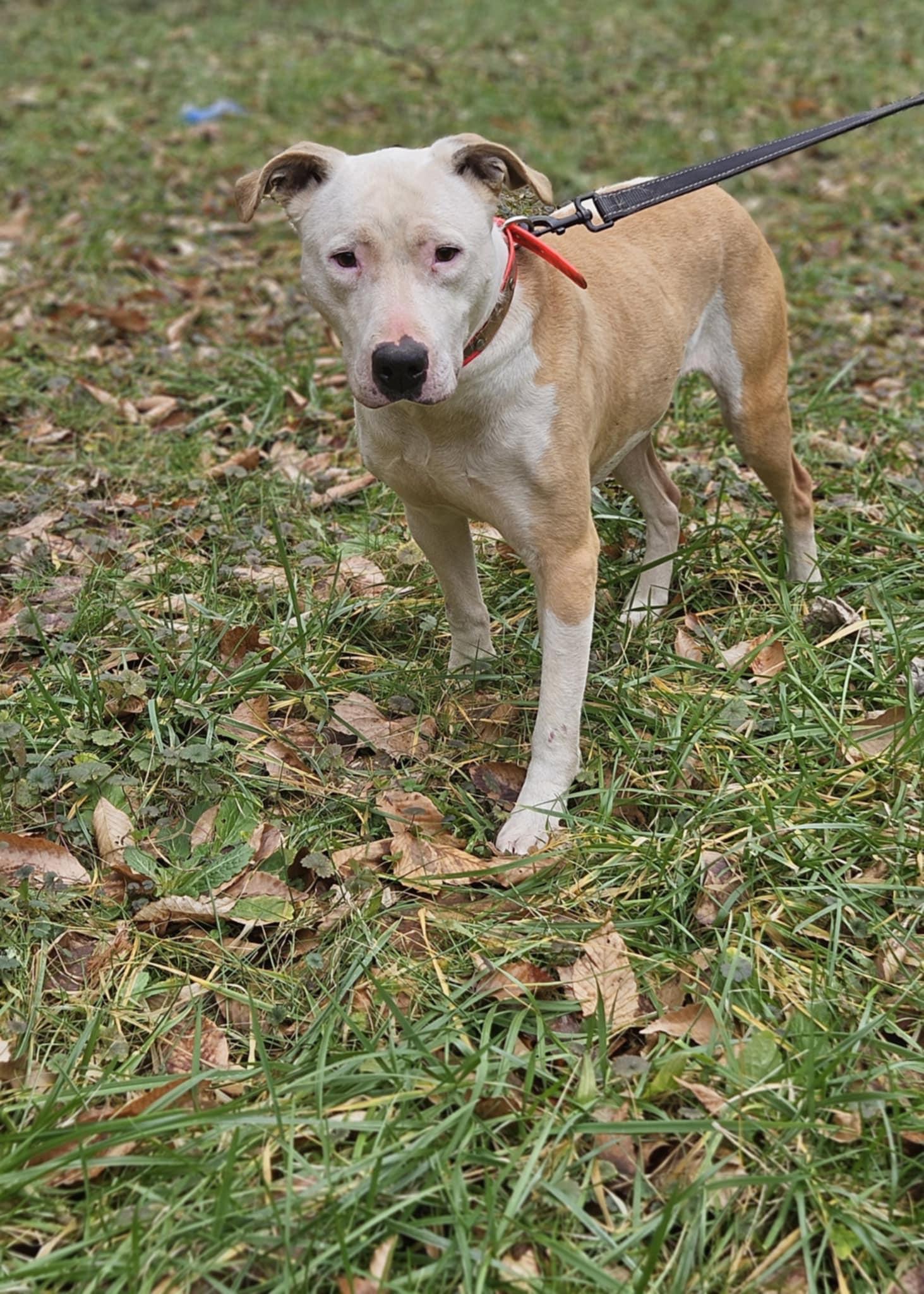 Harley (20250219-05)