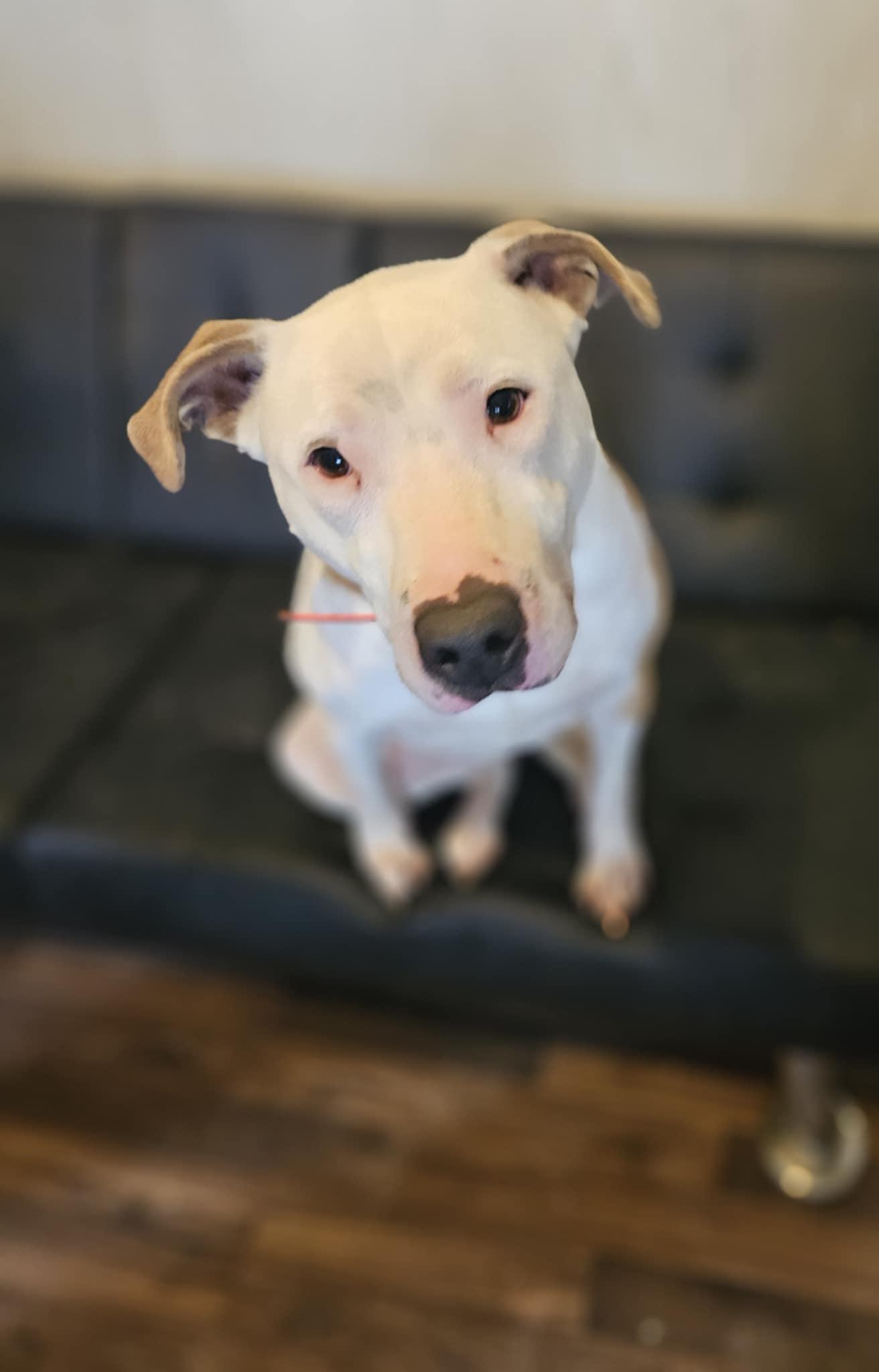 Harley (20250219-05) — thumbnail 2