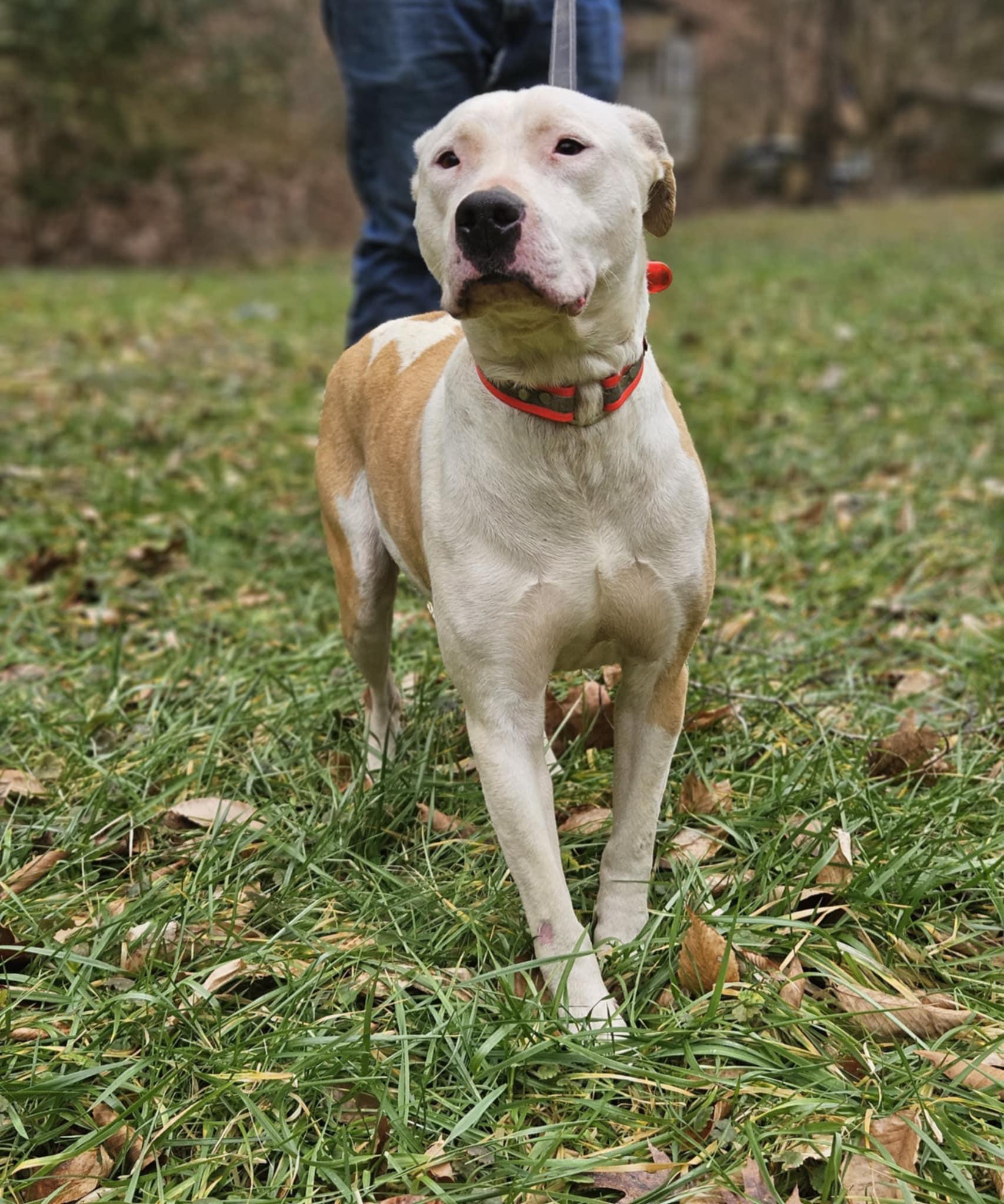 Harley (20250219-05) — thumbnail 3