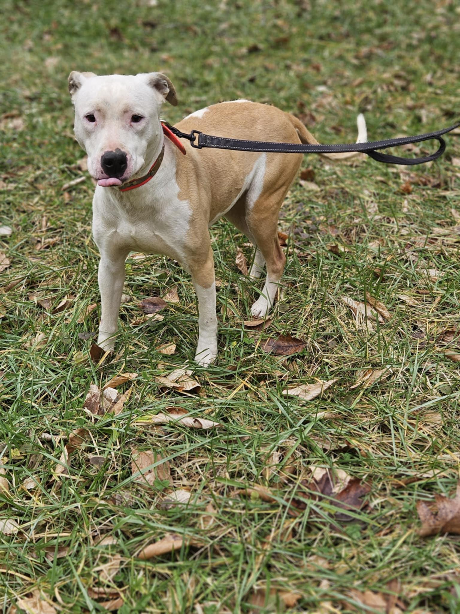 Harley (20250219-05) — thumbnail 4