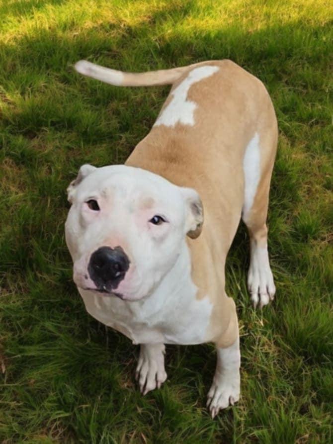 Harley (20250219-05) — thumbnail 5