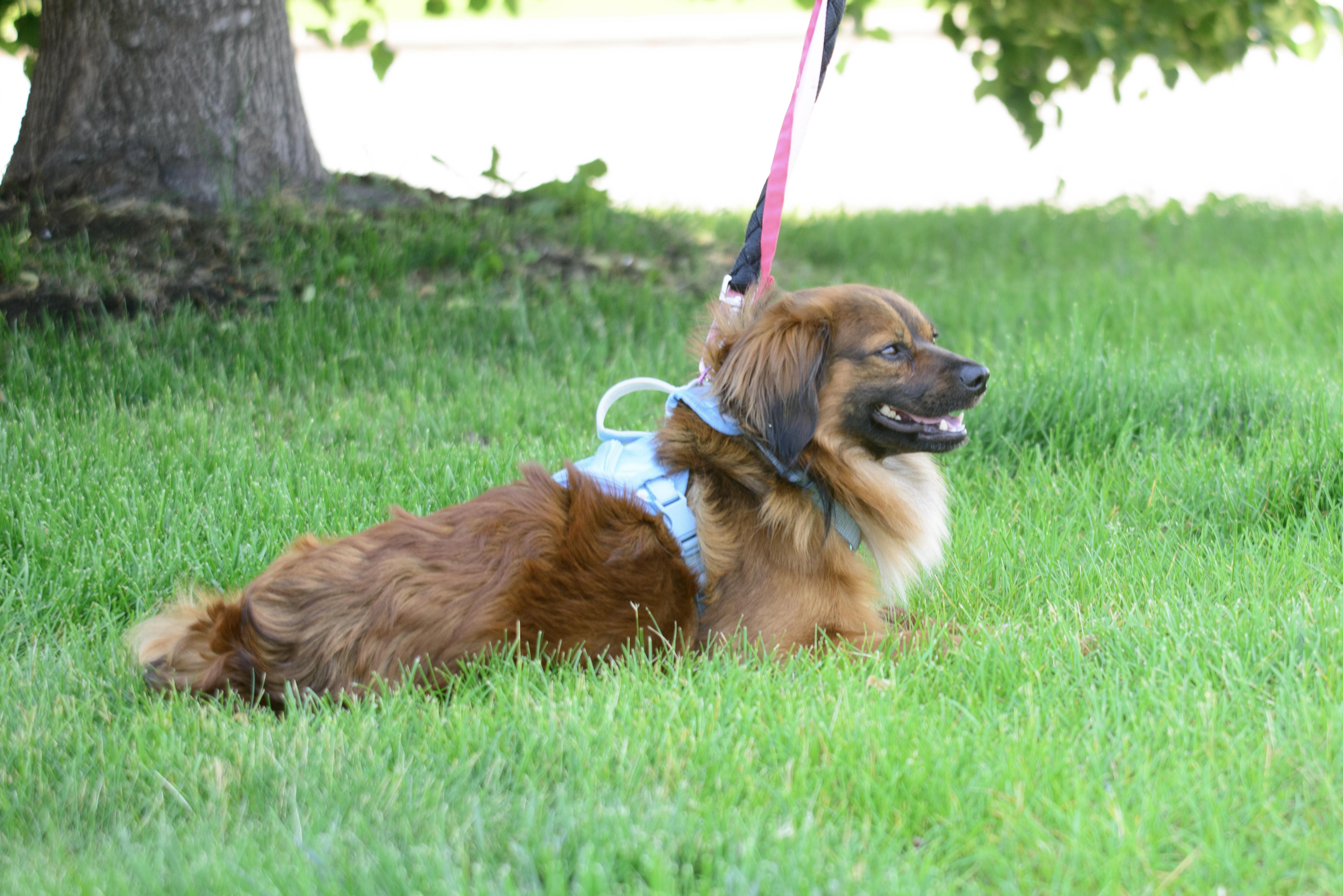 Wallace, a Adoptable mixed breed in Farmington, MN image 4/4