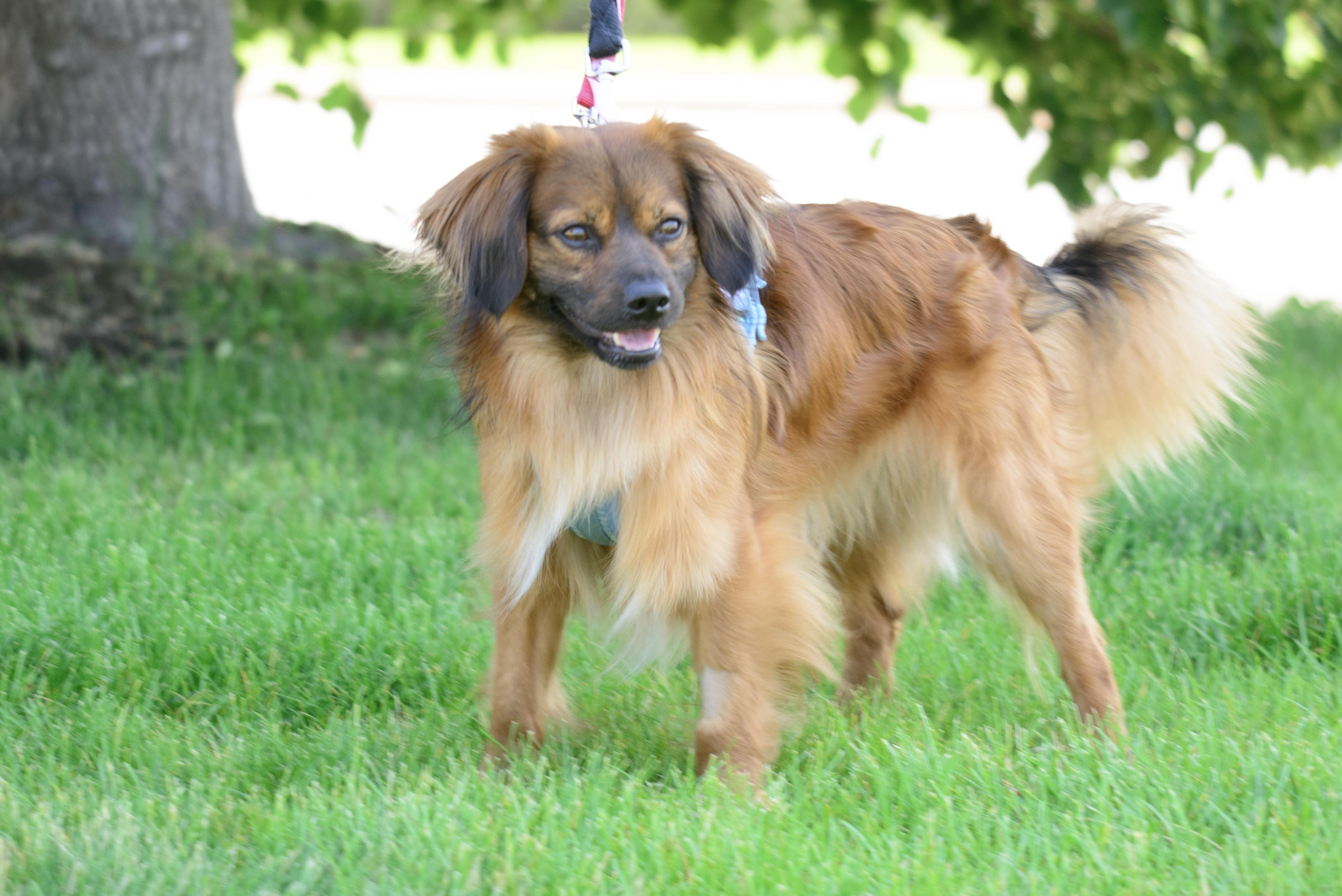 Wallace, a Adoptable mixed breed in Farmington, MN image 2/4