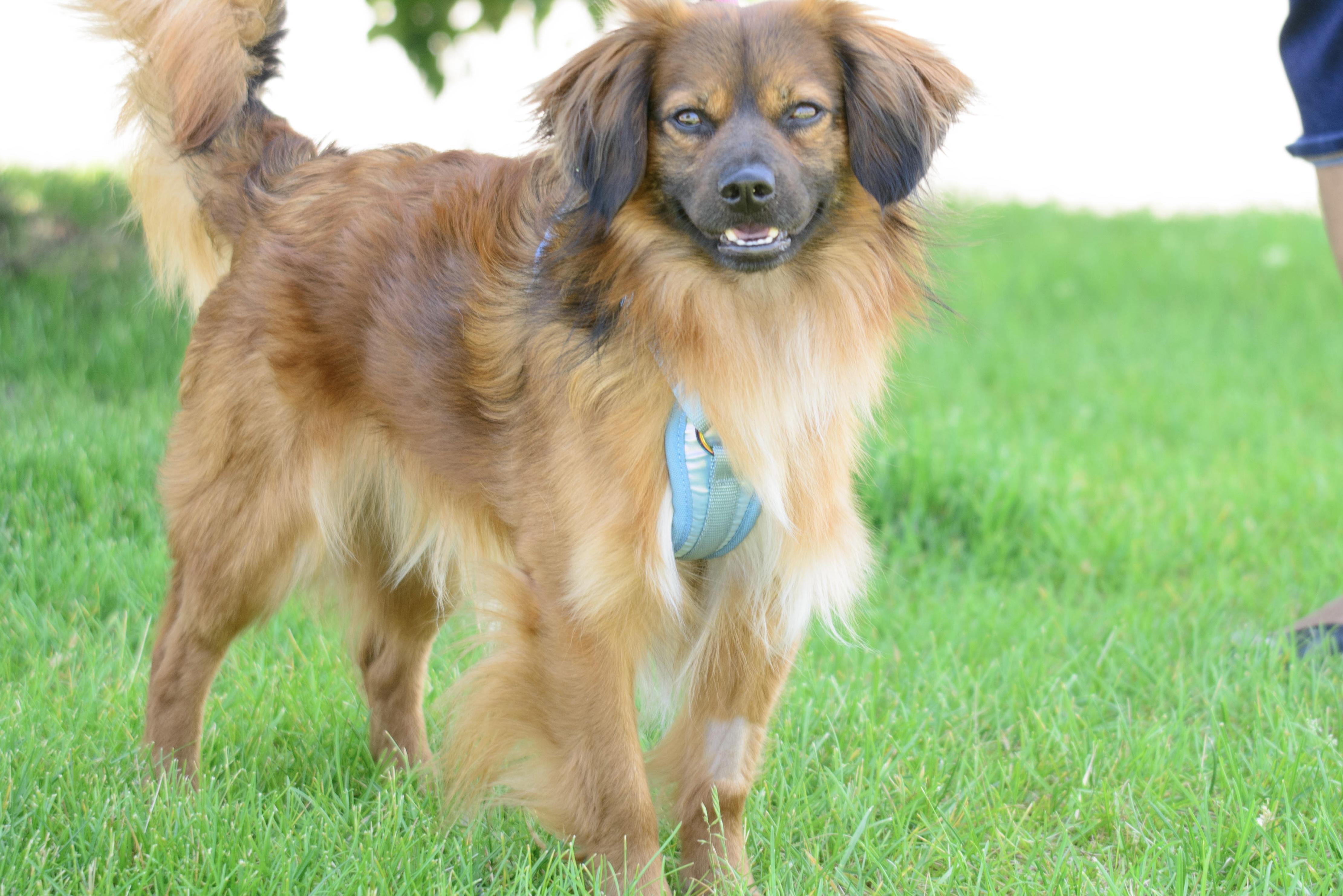 Wallace, a Adoptable mixed breed in Farmington, MN image 3/4