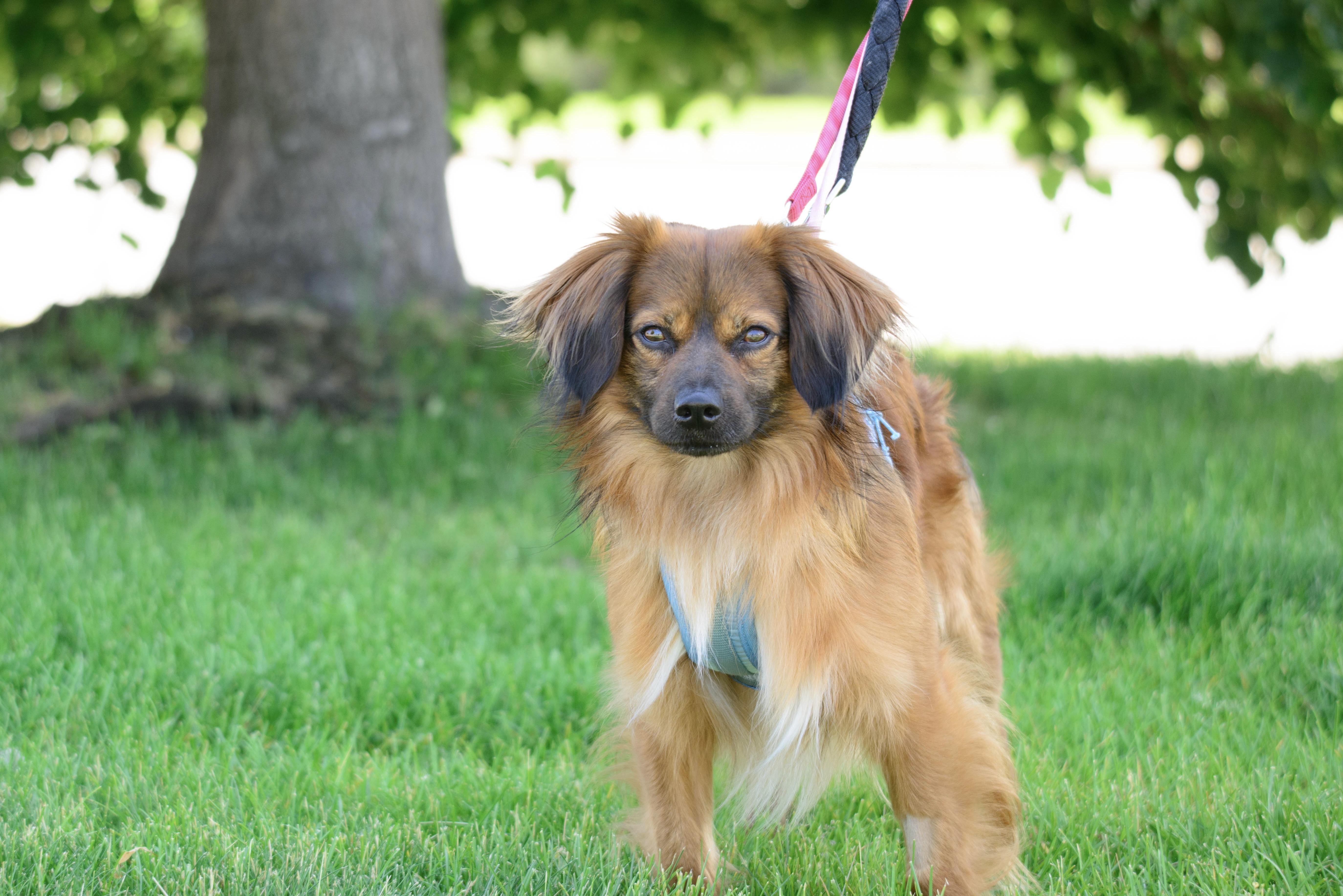 Wallace, a Adoptable mixed breed in Farmington, MN image 1/4