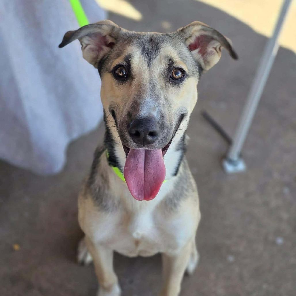 Keelo, Adoptable, Young Male Shepherd & Mixed Breed.