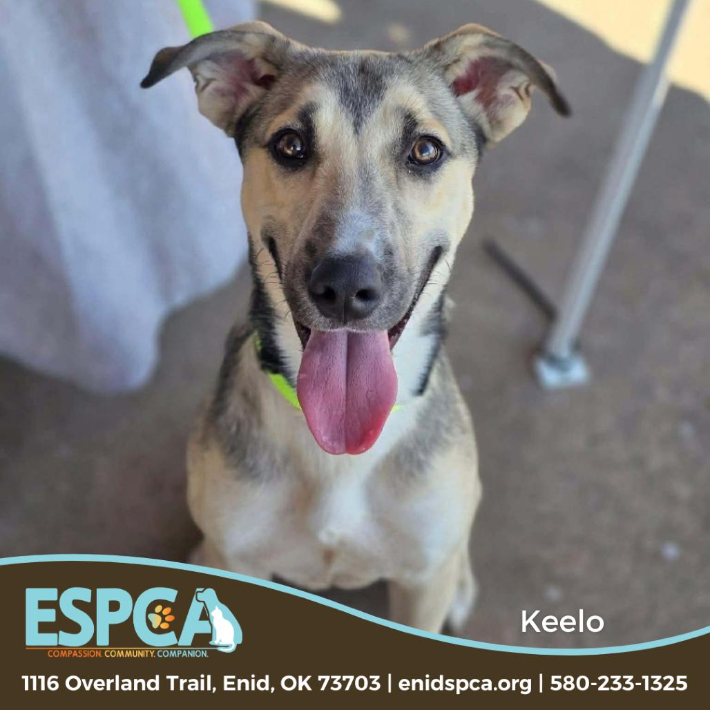 Enlarge Keelo, a Adoptable mixed breed in Enid, OK image 2/2