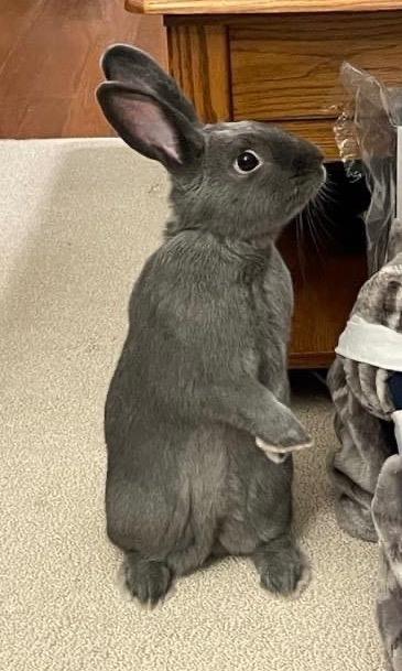 Greyson, a Adoptable American in Libertyville, IL image 1/6