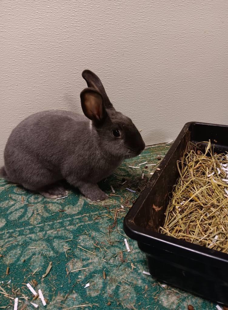 Greyson, a Adoptable American in Libertyville, IL image 2/6