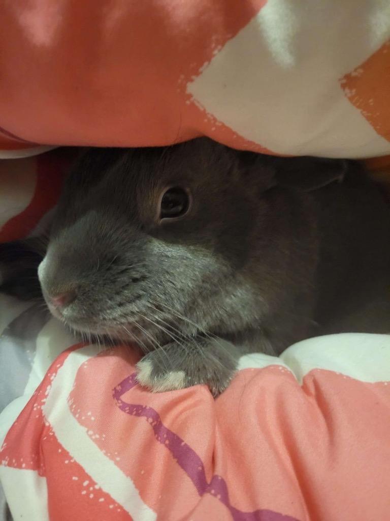 Greyson, a Adoptable American in Libertyville, IL image 3/6