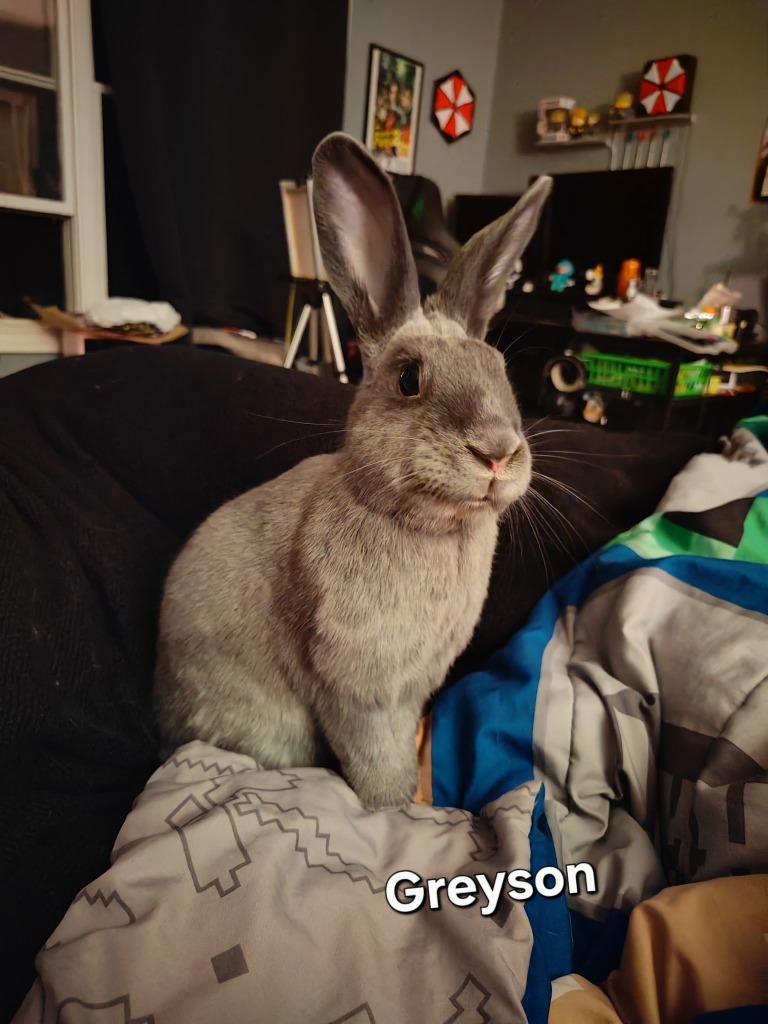 Greyson, a Adoptable American in Libertyville, IL image 4/6