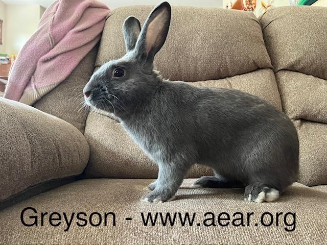 Greyson, a Adoptable American in Libertyville, IL image 5/6