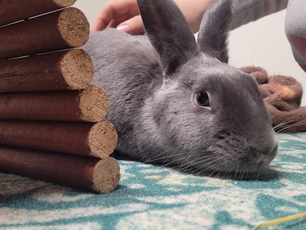 Greyson, a Adoptable American in Libertyville, IL image 6/6